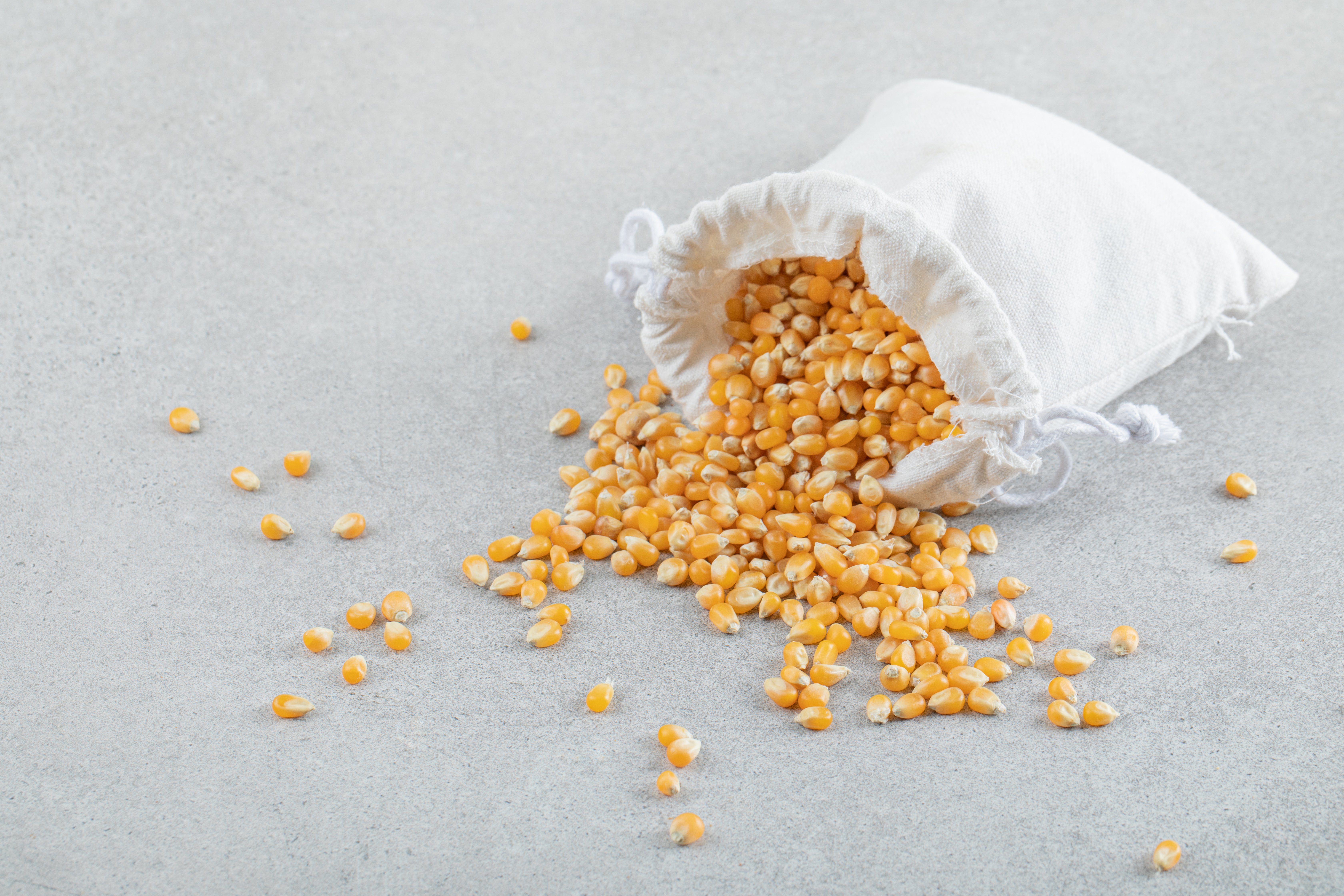 Saco branco cheio de grãos de milho, posicionado no chão com uma boa quantidade de grãos de milho espalhadas em volta.