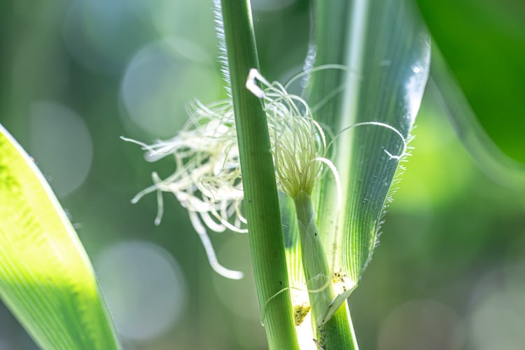close-up-corn-plant-young-corn-blurred-background-1