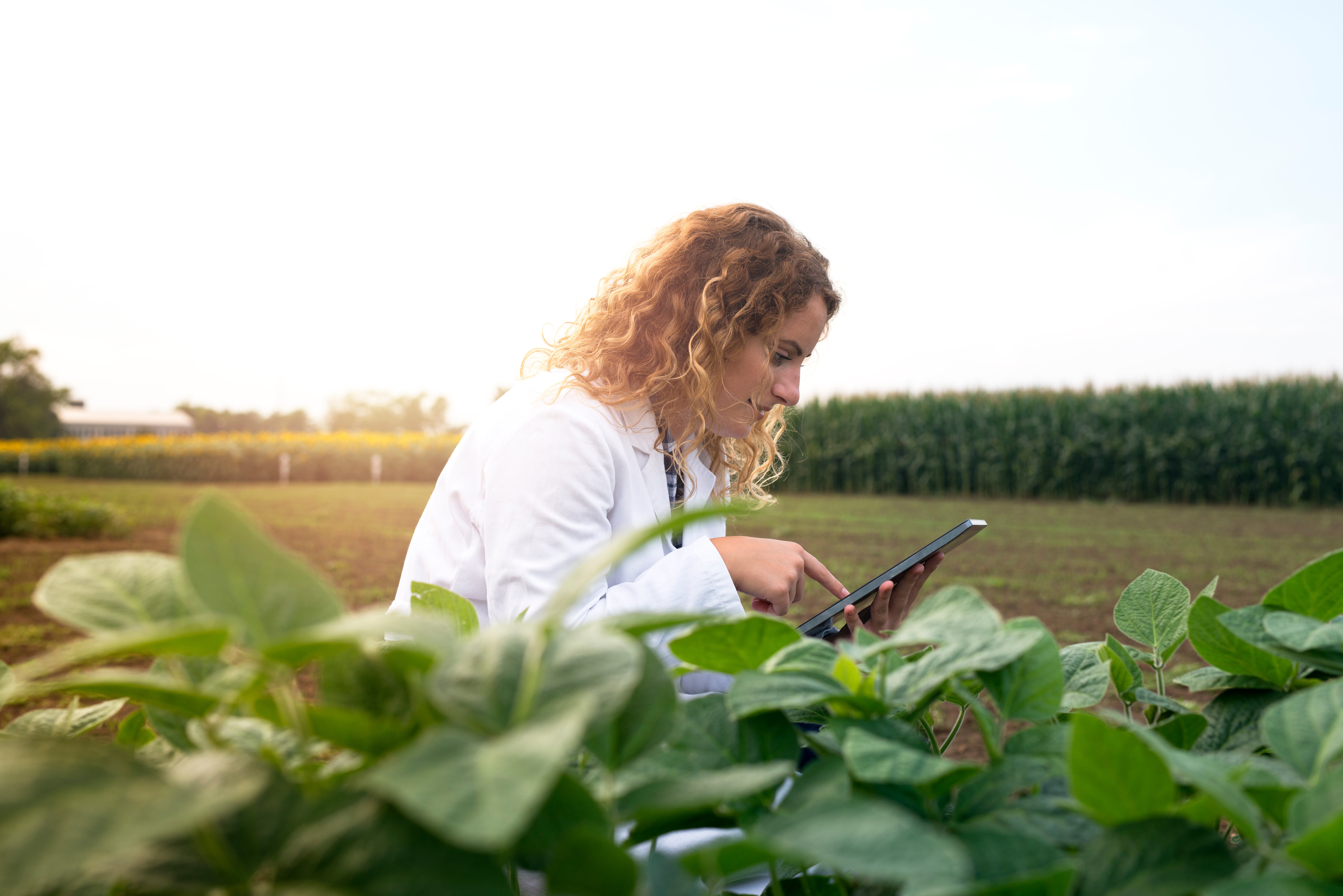 female-agronomist-checking-crops-in-the-field-with-tablet-computer
