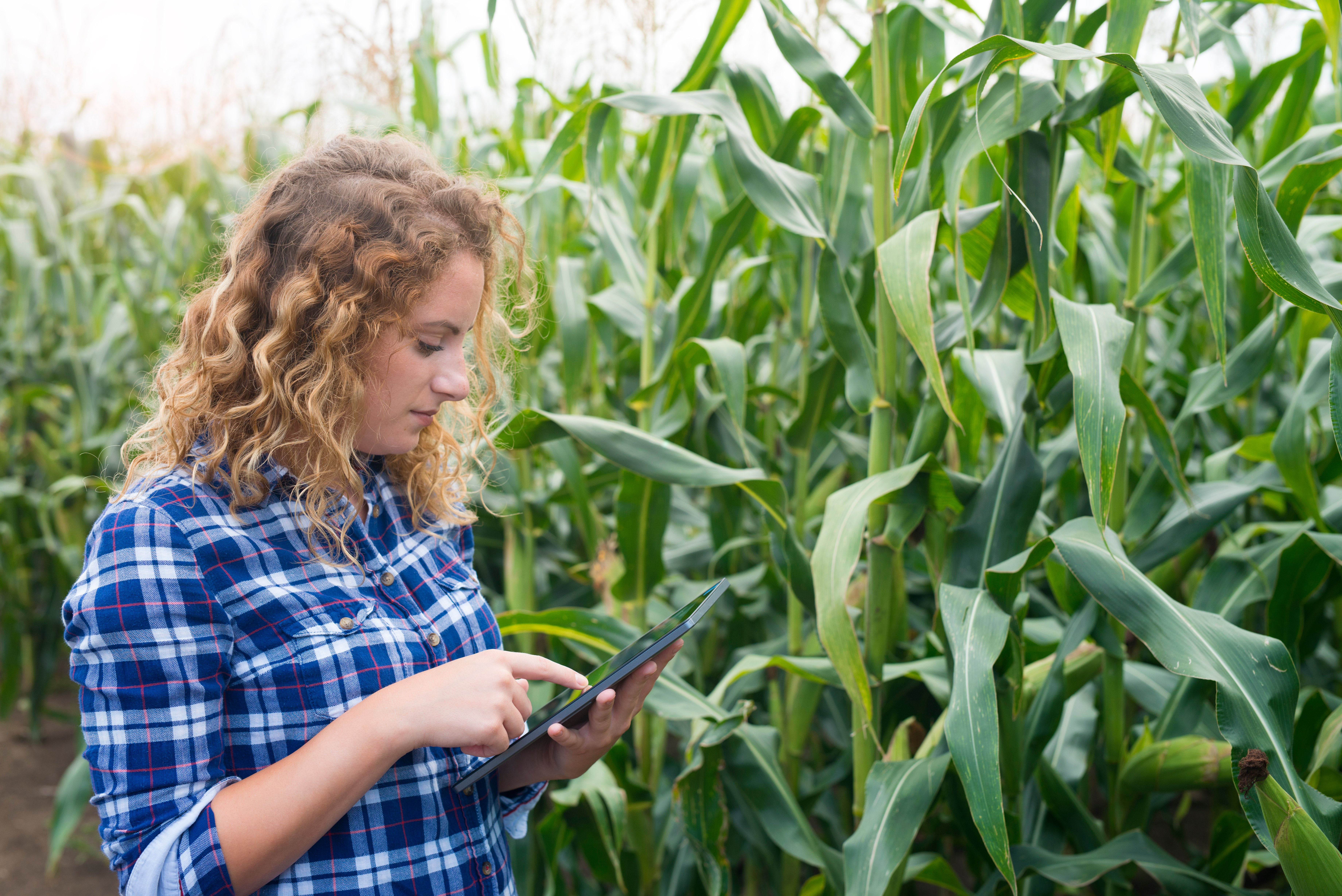 girl-farmer-with-tablet-standing-in-the-corn-field-using-internet-and-sending-a-report