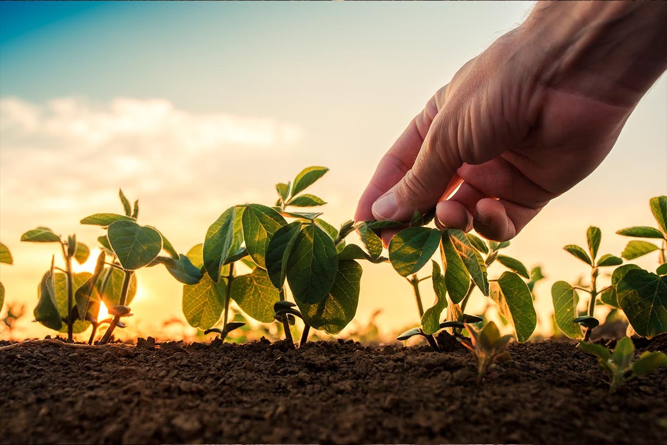 mão masculina segurando folha de planta de soja que está nascendo no solo, com por do sol de fundo.