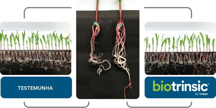 Comparação de raízes onde aplicou-se o biotrinsic simplex, onde obteve raízes maiores, com plantas sem o uso do biotrinsic, onde teve-se  raízes menores.