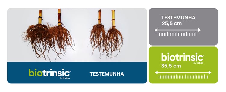 comparação do comprimento da raíz onde aplicou-se o biotrinsic com 35,5cm  a planta sem biotrinsic com 25,5cm