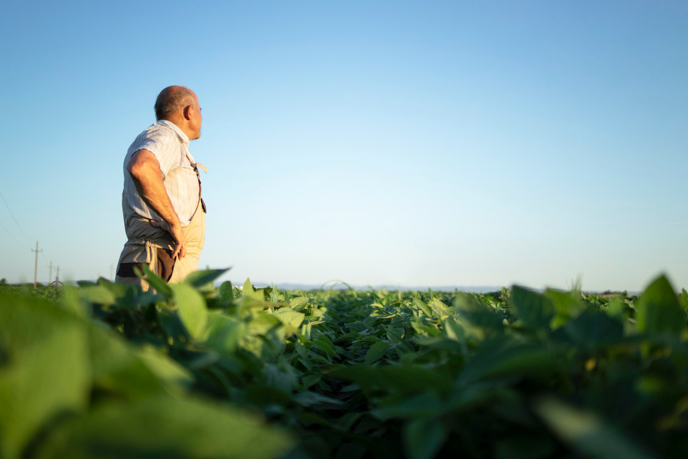 senior-farmer-agronomist-soybean-field-overlooking-checking-crops-before-harvest