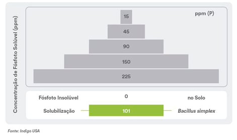 solubilidade fosforo-1