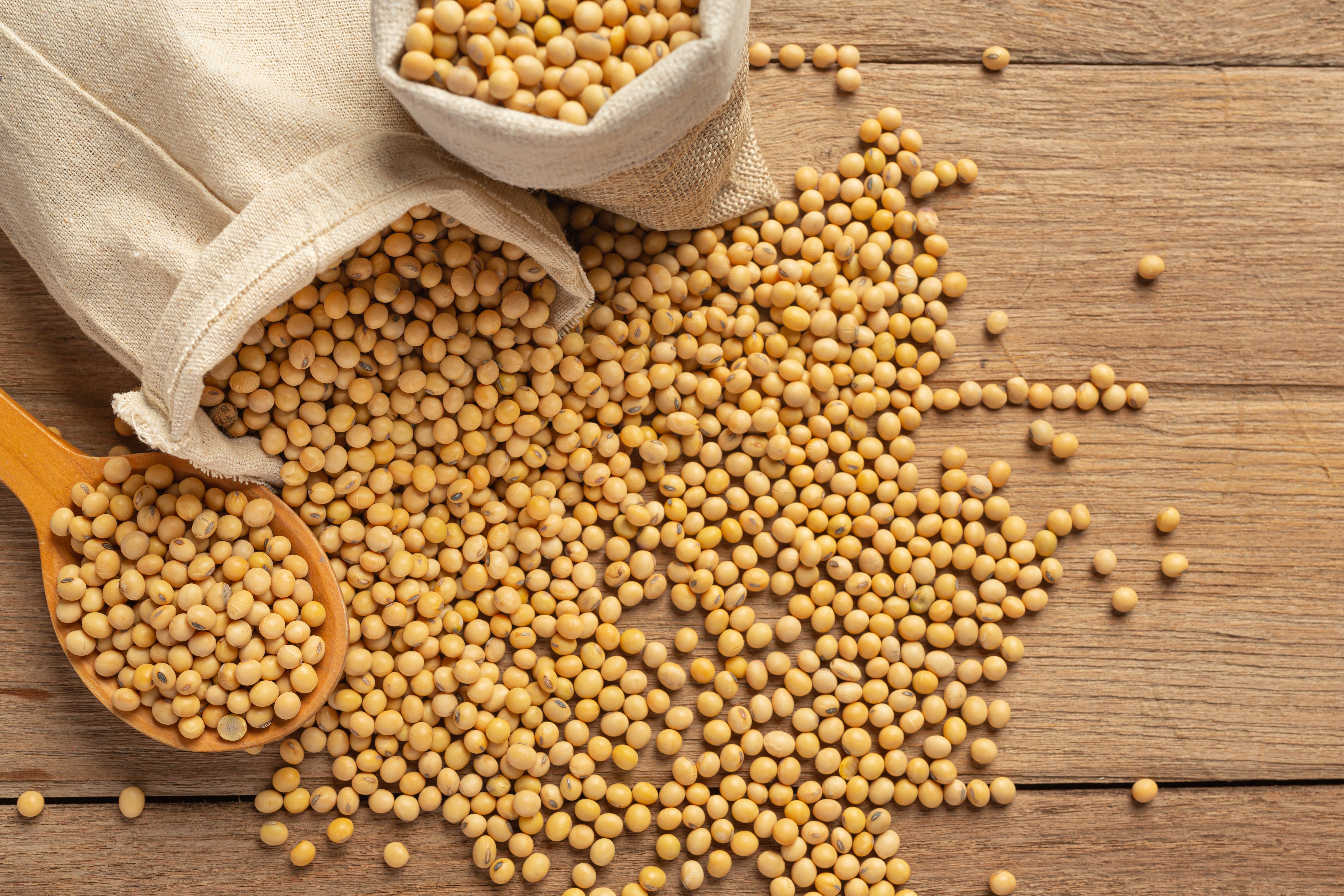 soybean-seeds-on-wooden-floor-and-hemp-sacks-food-nutrition-concept