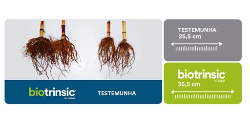 Comparação entre as longas raízes de 35,5 cm após o uso do biotrinsic em relação a 25,5cm da raíz onde o produto não foi aplicado.