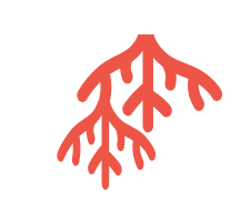 Desarrollo radicular