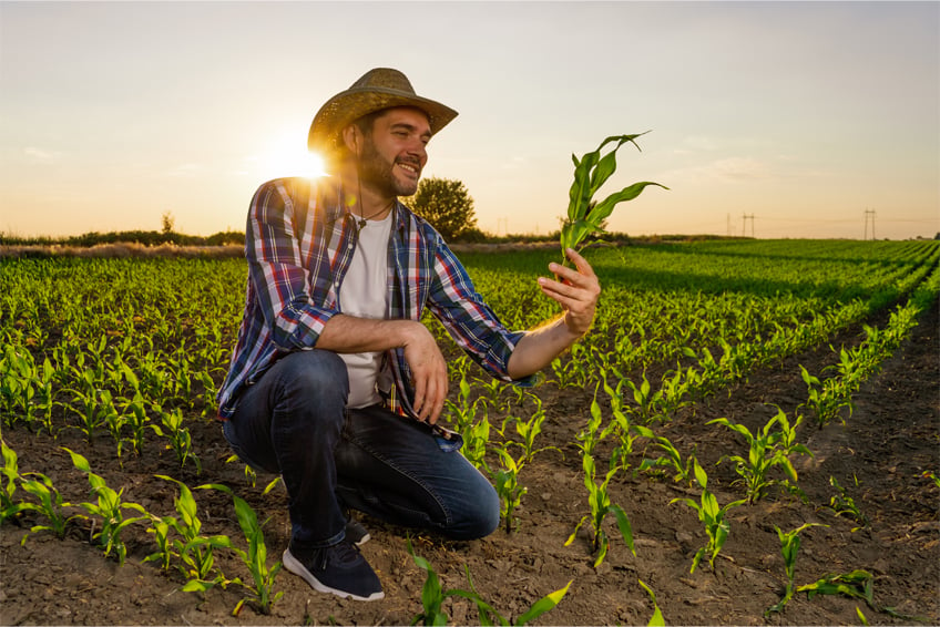 Jovem agricultor em milharal com plantas ainda pequenas segurando uma muda em sua mão.